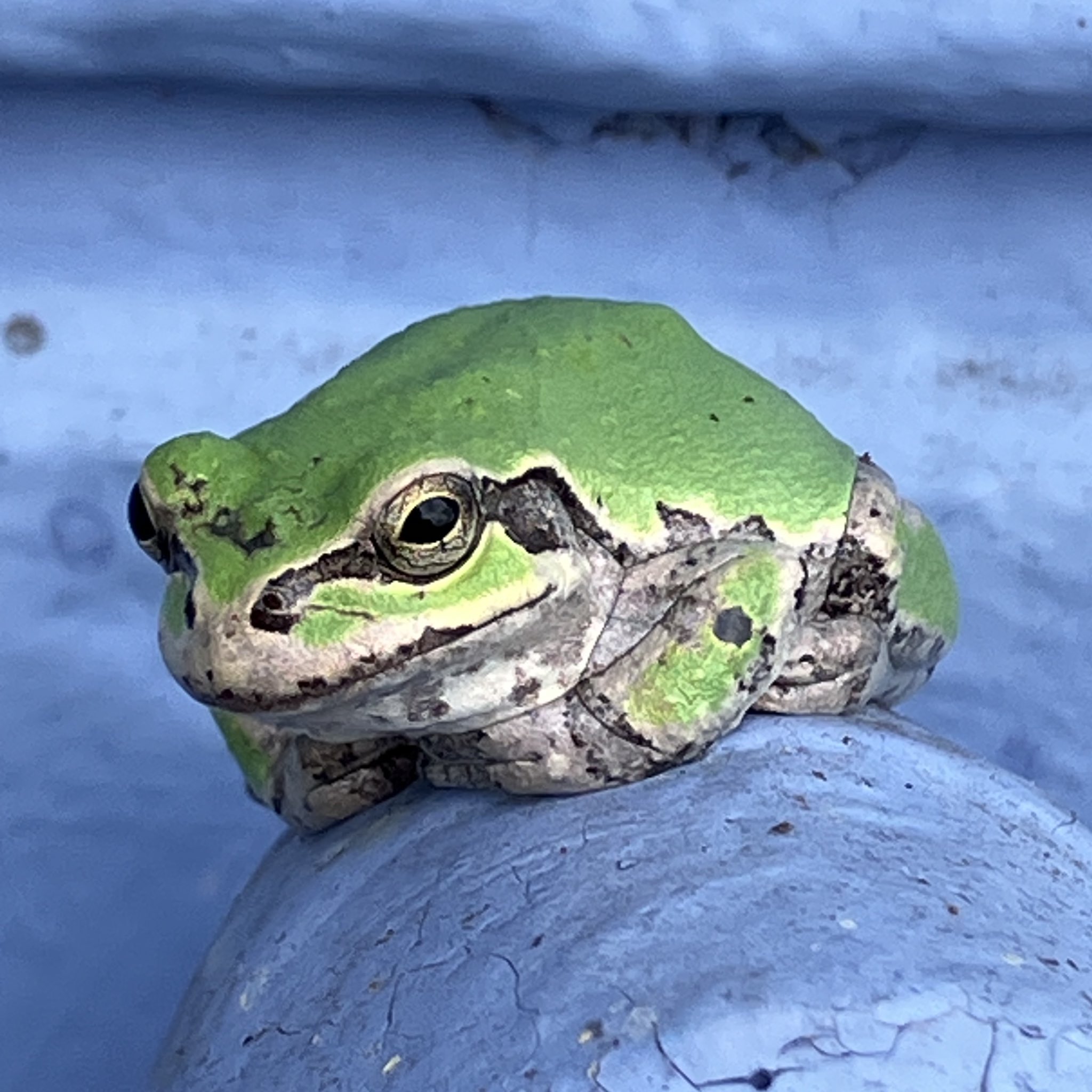 かめ (@kamesizen) / X