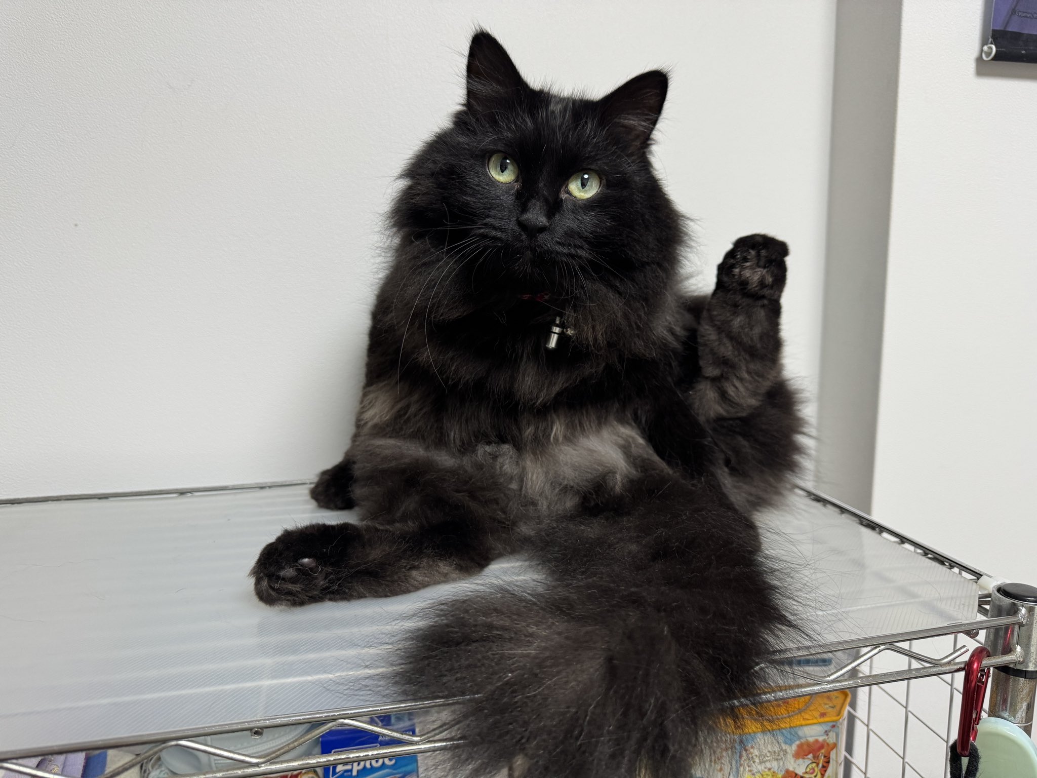Panasonic - 黒猫さま専用♡10月27日以降に申請お願いしますm(_ _)m 黒ねこボサのもふ日和 on X: 