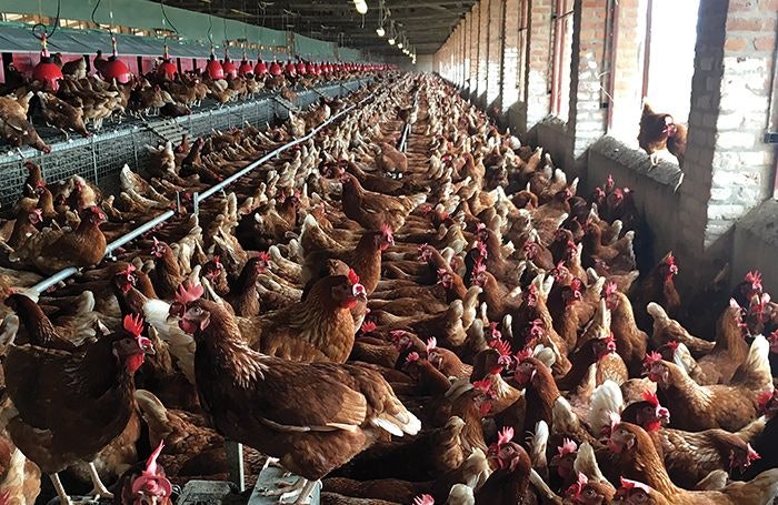CedMunezero's tweet image. Many people fear starting poultry farming because they believe “poultry is full of diseases.”
Yes, poultry is sensitivebut with the right management &amp;amp; biosecurity, you can minimize risks and run a profitable farm. 

 How to prevent common poultry diseases : 👇👇
 📸 @SangwaSifa
