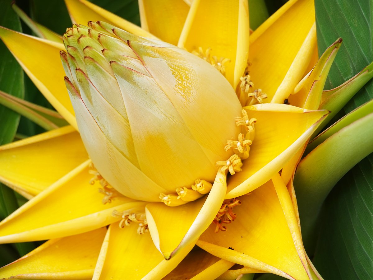 温室の入口横で、バナナの仲間 #チユウキンレン(#地湧金蓮)が咲いてい