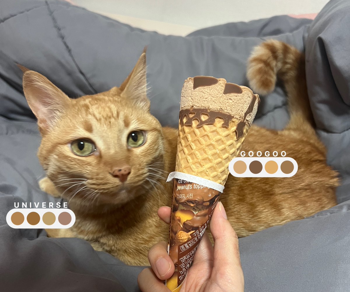 #광고 
천하제일 구구냥이 자랑대회 나갈 고양이?
우주: 저요! 😼🤚

맨날 구구콘이랑 우주랑 닮았다고 했던 저의 목소리가 닿은걸까요?🥹 #한국고양이의날 을 맞아 구구콘 닮은 고양이를 맘껏 자랑할 수 있는 이벤트가 열렸어요!
아래 트윗에 인용으로 고양이 자랑하고 선물도 받아가세요!💛