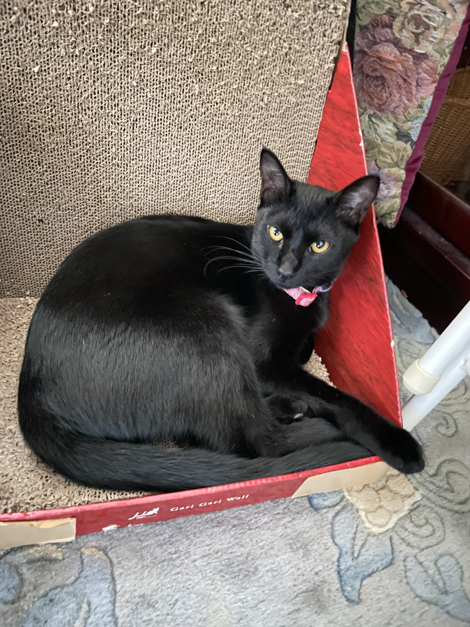 ねこねこ屋のトポル🐈‍⬛ on X: 