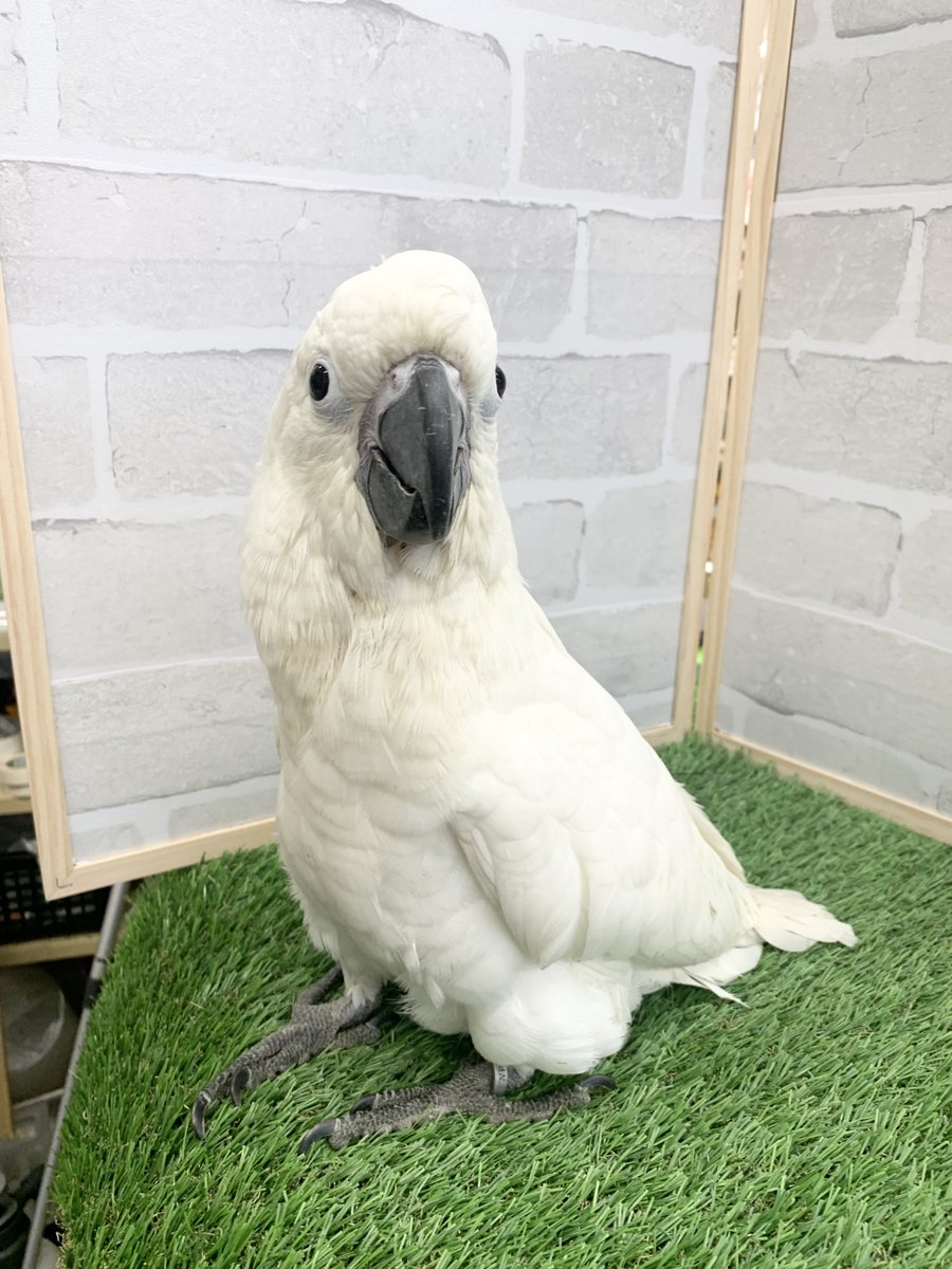 amigo5150's tweet photo. よだれ掛け無しのタイハクオウムたん！
ばぶちゃんでひなえさ3回あげてます🍼
甘え方が赤ちゃんでかわちぃ( ᵒ̴̶̷̤ᜊᵒ̴̶̷̤ )♡♡
 #タイハクオウム
 #アミーゴ鳳 https://t.co/Q645ds30wu