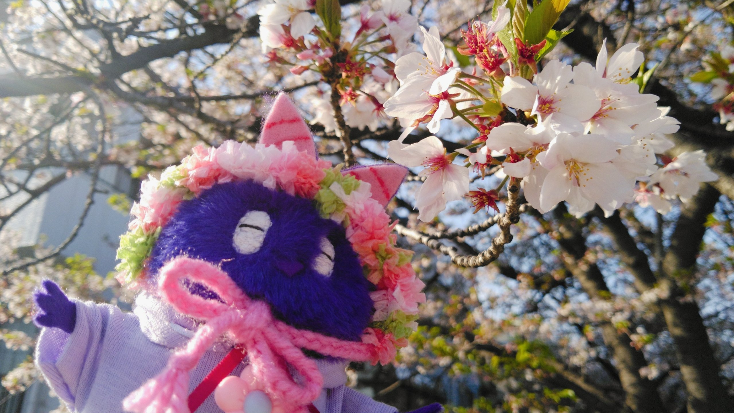 ちゃも ちゃも (@chamo__2467) • Instagram photos and videos