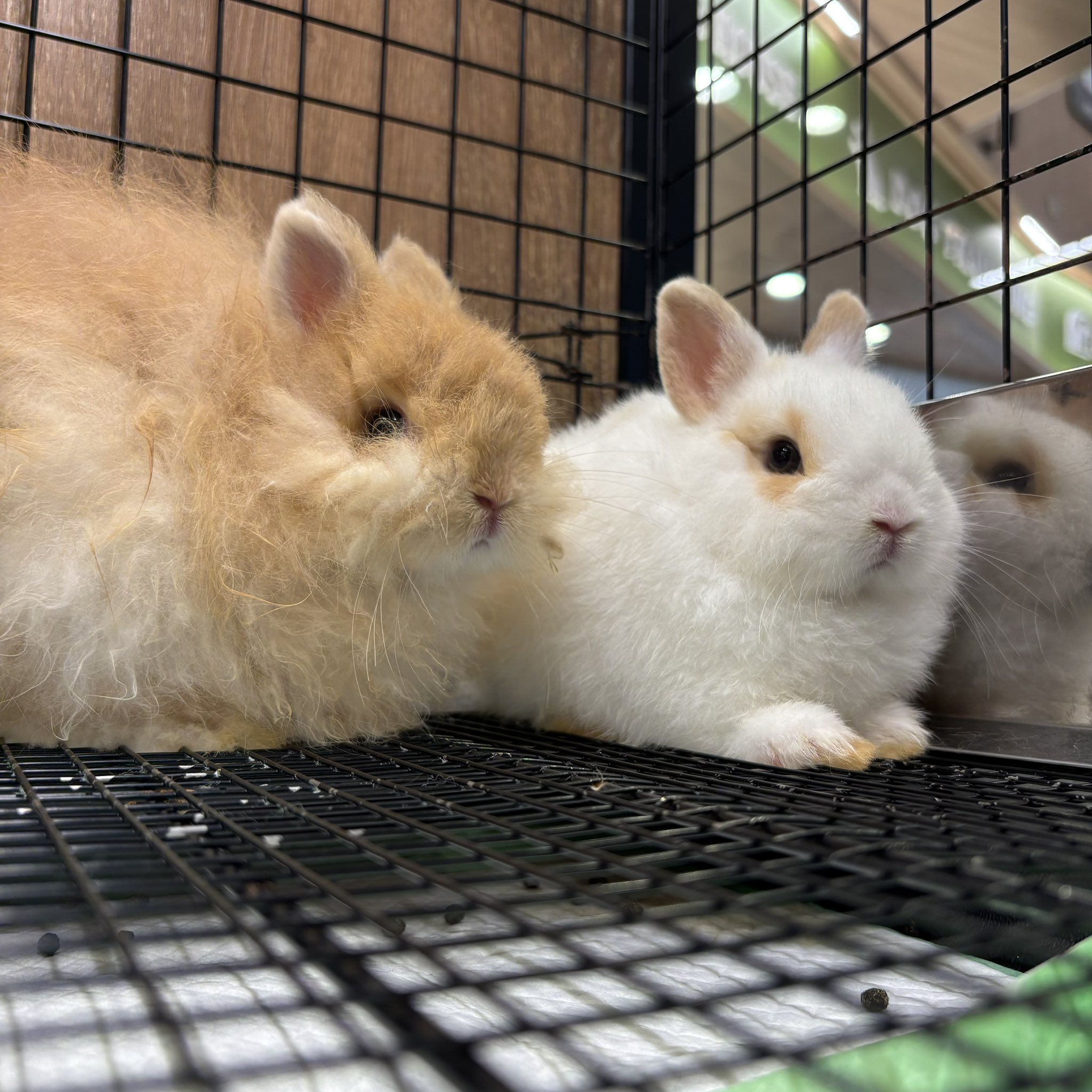 うさぎのしっぽ幕張新都心店 on X: 