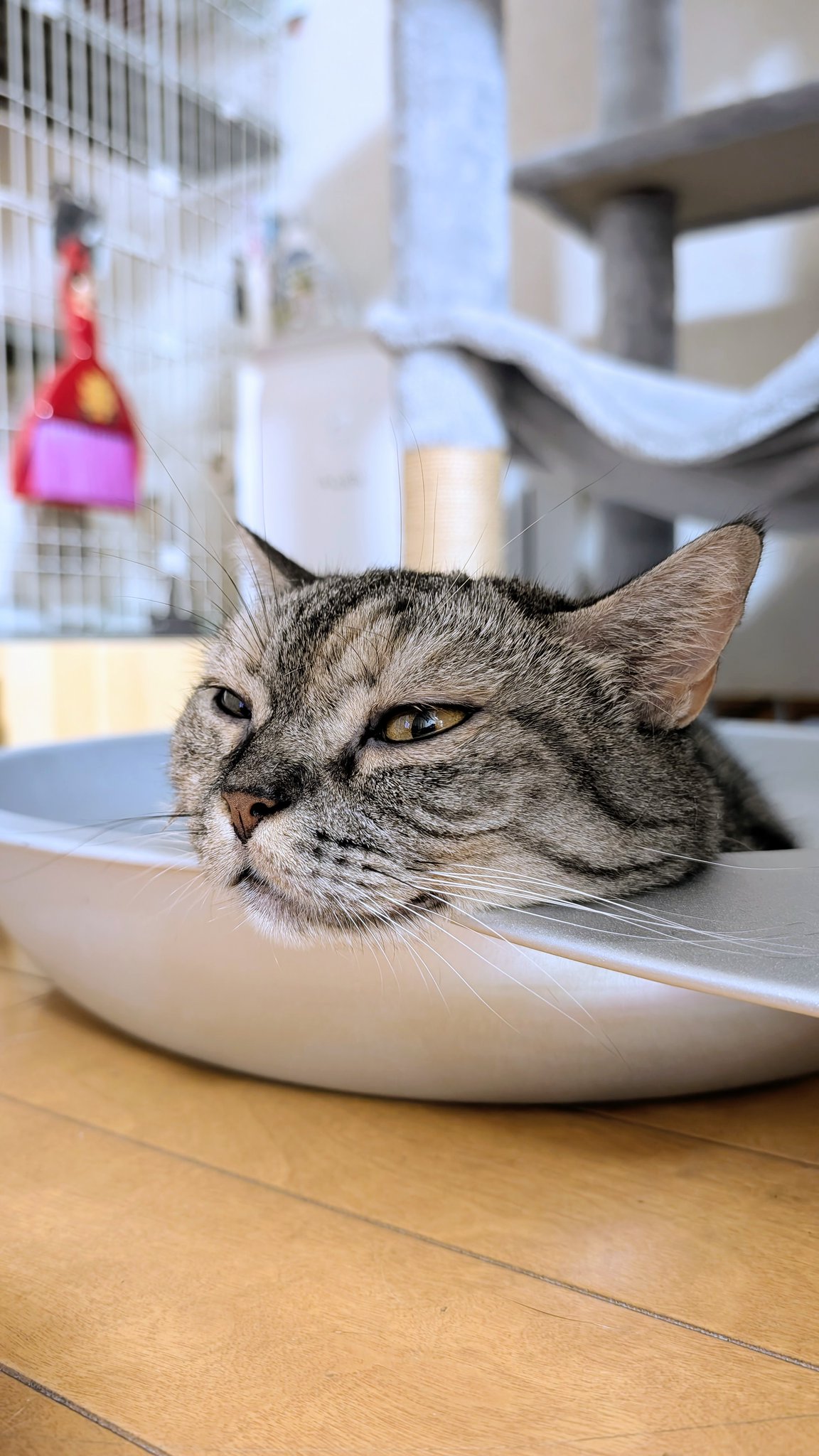 ネコちゃん photo ねこさん⚡(ΦωΦ) on X: 