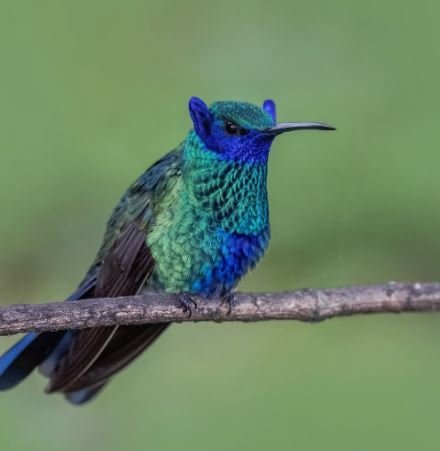 Пискучая колибри. Поднимает ушки когда злая. Прям как я😂