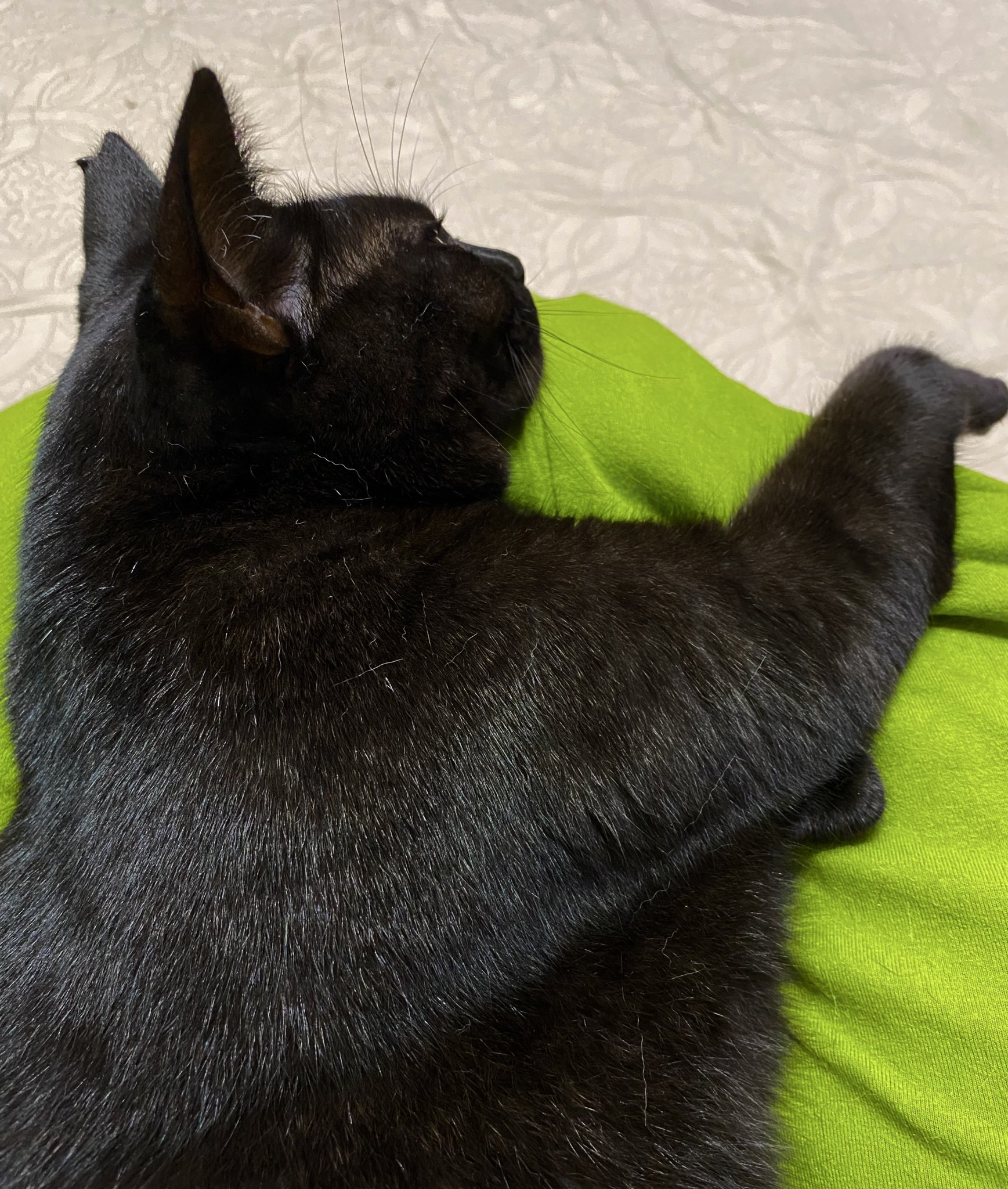 黒いネコさん 鮭田いくら🍣C106🇫🇷▶︎🇯🇵①西1み46ab②東5ツ57a on X