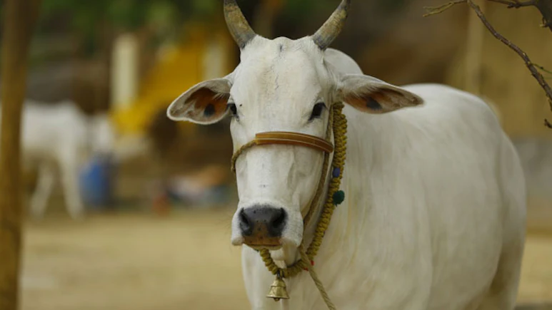 ndtv's tweet image. 40-kg Plastic Items Removed From Cow&apos;s Stomach In Odisha ndtv.com/india-news/40-…