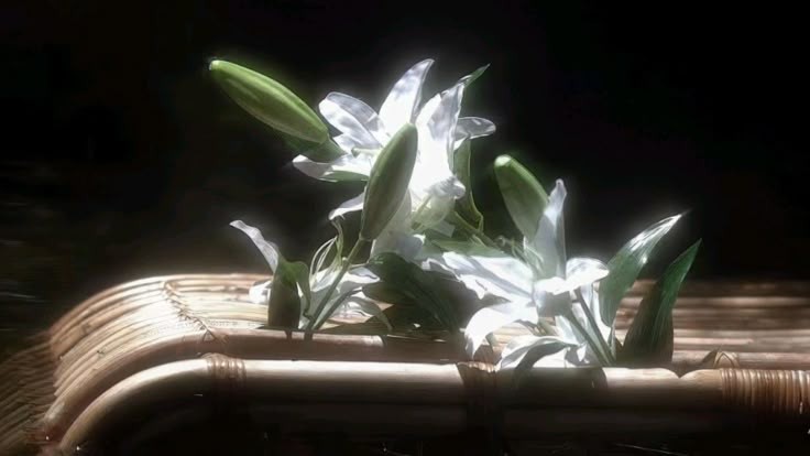 ✶⋆.˚ tweet media