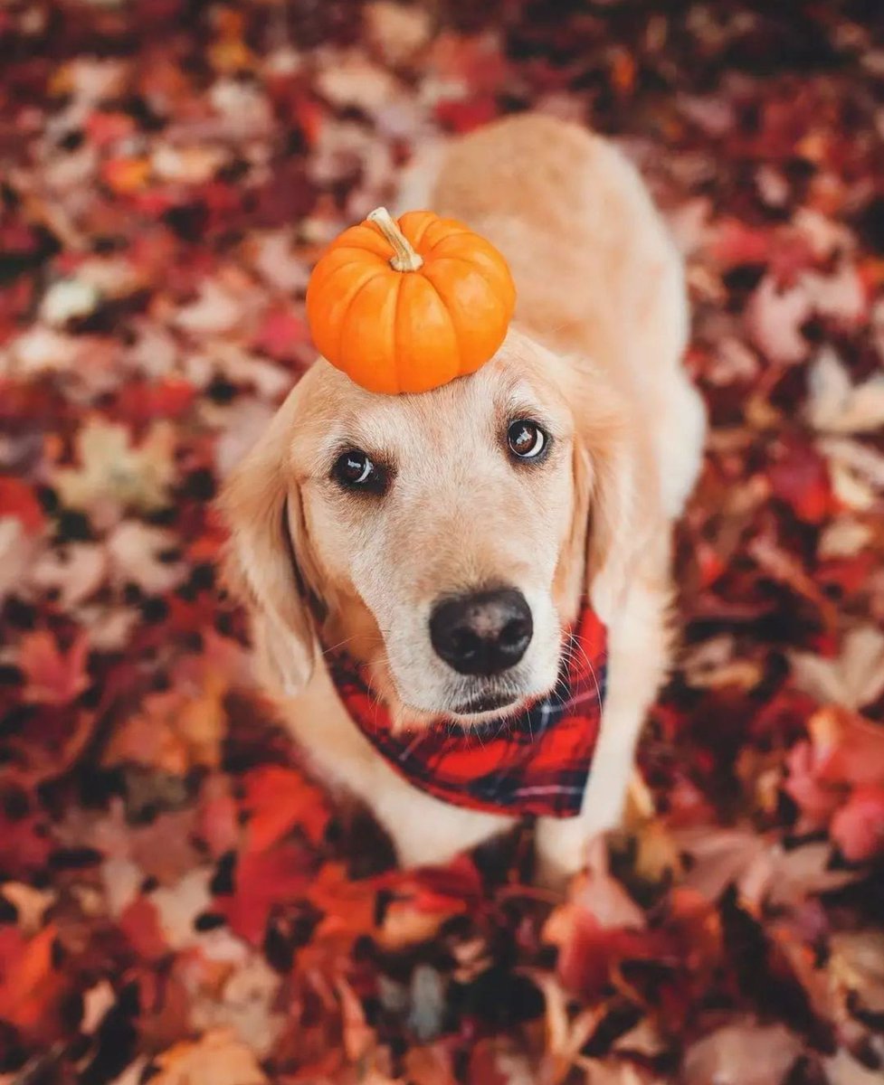 Wishing everyone a lovely autumn vibe 🧚🏻🎃🍁💓 #Autumn2025 🧚🏻🎃🐕🍁😘