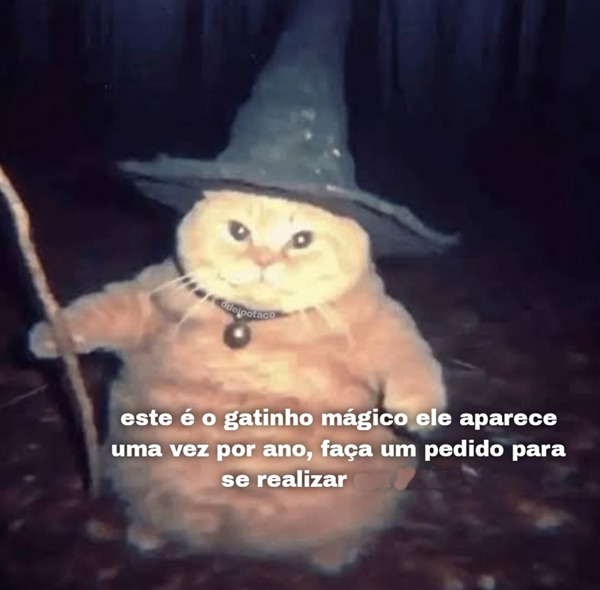 perfil dedicado a gatinhos e peitos (@odeiootaco) on Twitter photo 