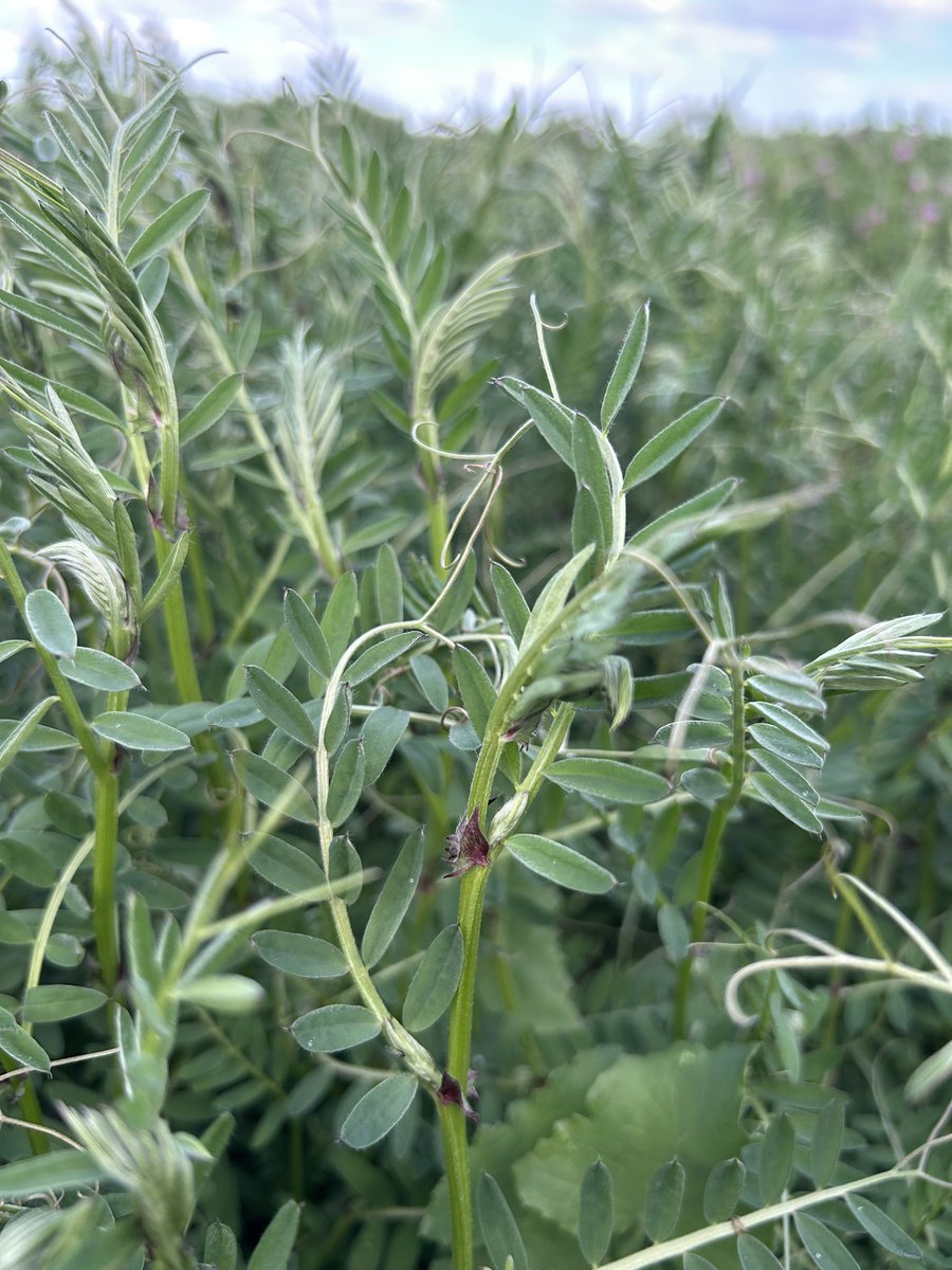 The diversity in vetch is pretty cool. Common vetch varieties Volga (pic 1 purple flowers) and Studenica (pic 2 white flowers) starting to develop pods, would need a hay cut in the next week (germinated 23 May). Morava (also CV, pic 3) not yet flowering. Benetas (purple vetch,