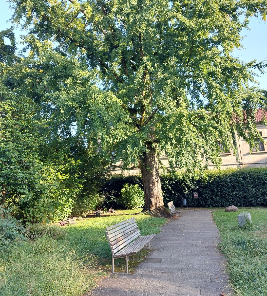 #EstáPasando [8.00] | ¡Buenos días! Caída brusca de las temperaturas máximas, que hoy serán de 17 grados. Las mínimas se quedan en los 9, ahora 10 grados. Es momento de ir preparando la ropa de entretiempo. Nieblas matinales por la mañana y lluvia por la tarde.