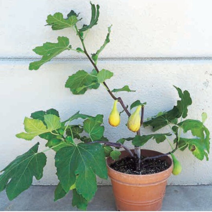 タネのタキイ通販🍅（公式） on X