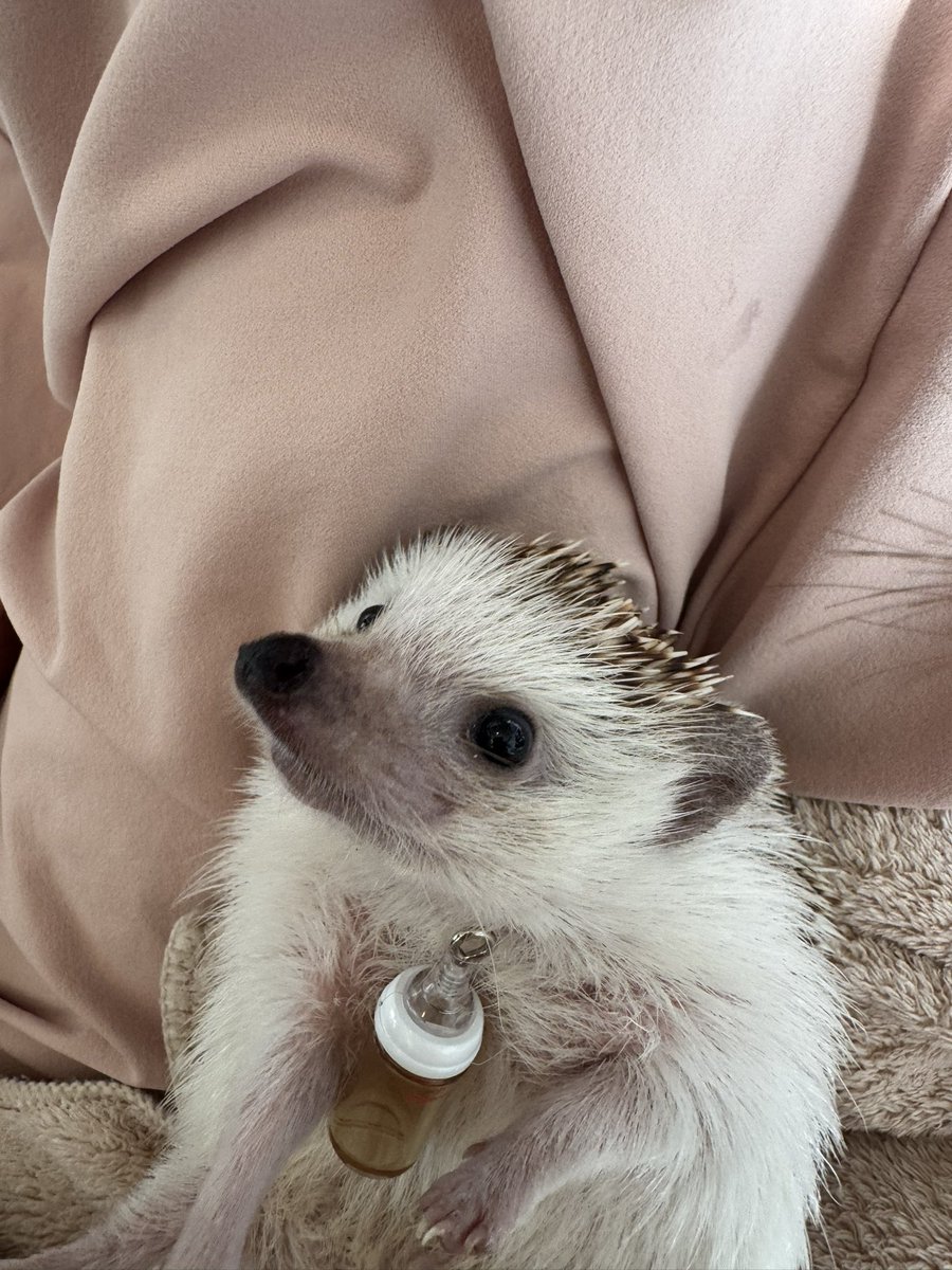 ハリネズミ様 ハリネズミ（横向き）｜デコレーション｜株式会社 東洋石創