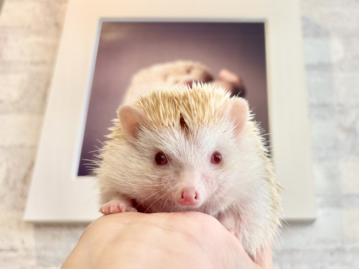 【メイタン様ご確認ページ】ハリネズミ ハリネズミ - Search / X