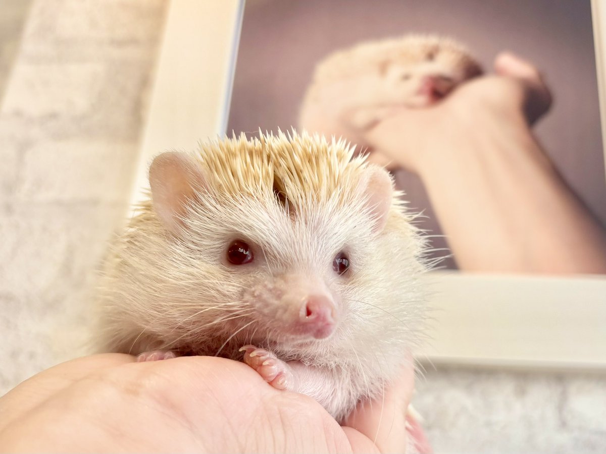 ハリネズミ - Search / X