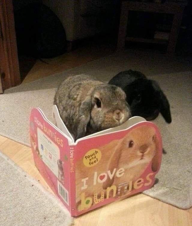 bunnyluvr__'s tweet photo. hey bro wanna read the bunny book with me ❤️🐇 https://t.co/0cBqaHZXmz
