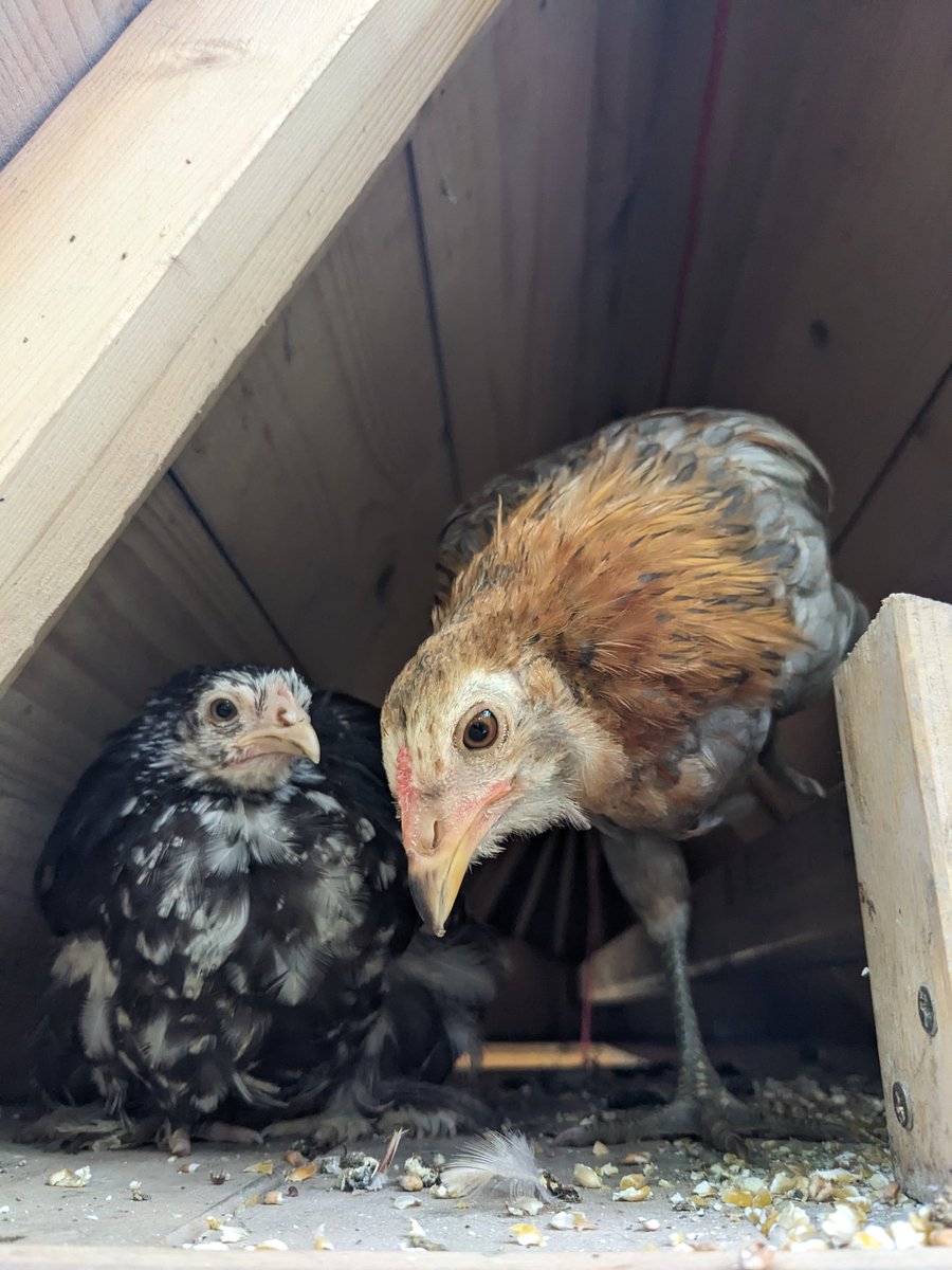 cotcot_codec's tweet image. Flocon &amp;amp; Zia 🤍