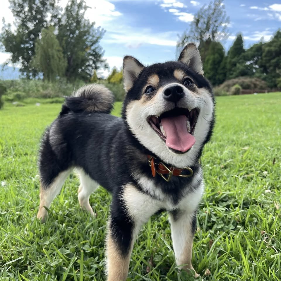 🐶🌌 From darkness comes unstoppable light. 

$MANYU is here to lead the crypto frontier. 🚀✨