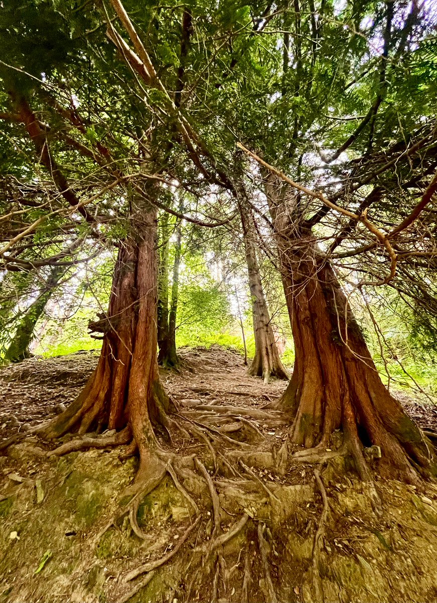 📸 ~ #thicktrunktuesday 🌳🌳

Have a happy Tuesday, everyone! 💚🤎💚