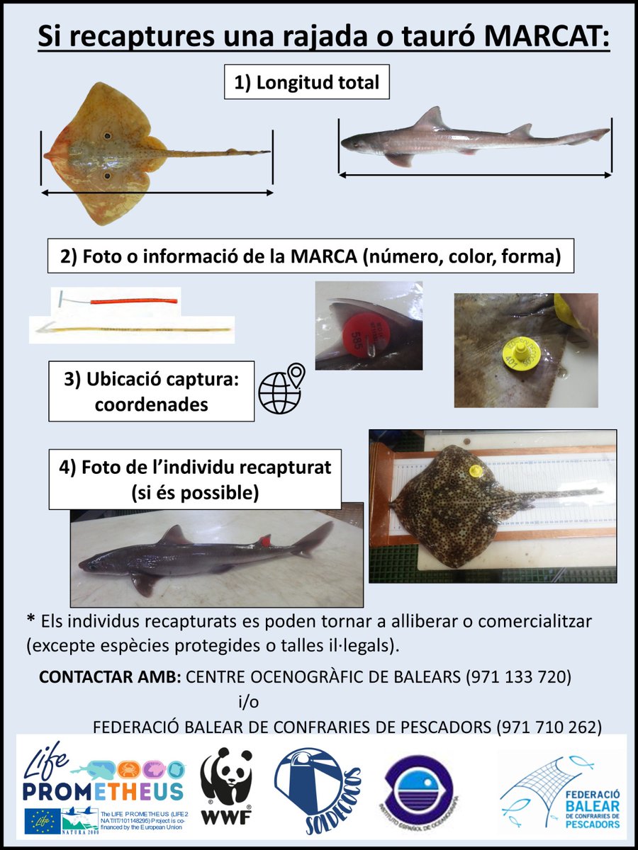 En el marco del proyecto LIFE-Prometheus, se marcaron 848 rayas y tiburones en Baleares para su conservación. Pescadores locales colaboran en la recaptura para estudiar su estado. ¡Gran trabajo conjunto por la #biodiversidad marina! 🦈
<a href="/ana_ferrus/">Cuca Ferrús</a> 
<a href="/UN_FAO_GFCM/">General Fisheries Commission for the Mediterranean</a>