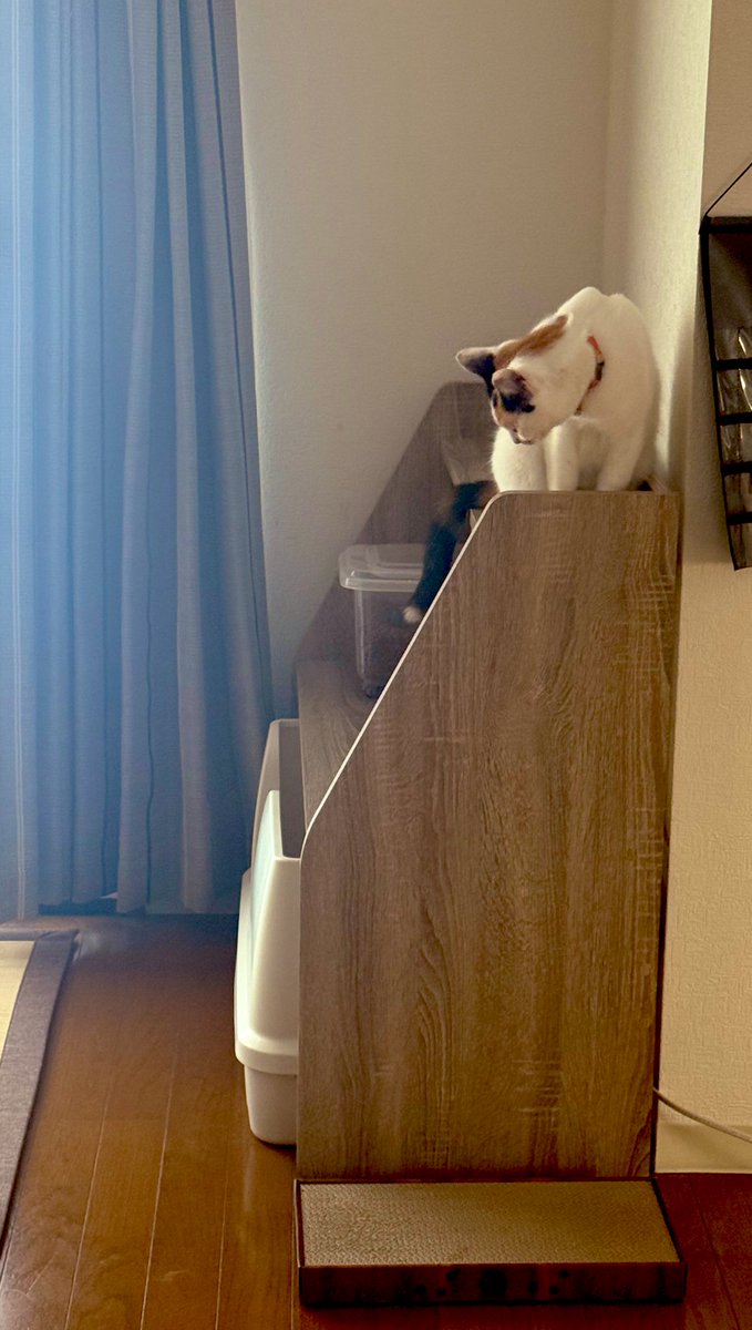 猫トイレの上に猫用品まとめたくて棚買って必死に組み立てて設置完了して洗濯取り込んで戻って来たら早速お嬢のチェック入ってました(笑)
新しいタワーとちゃいますよーー(笑)