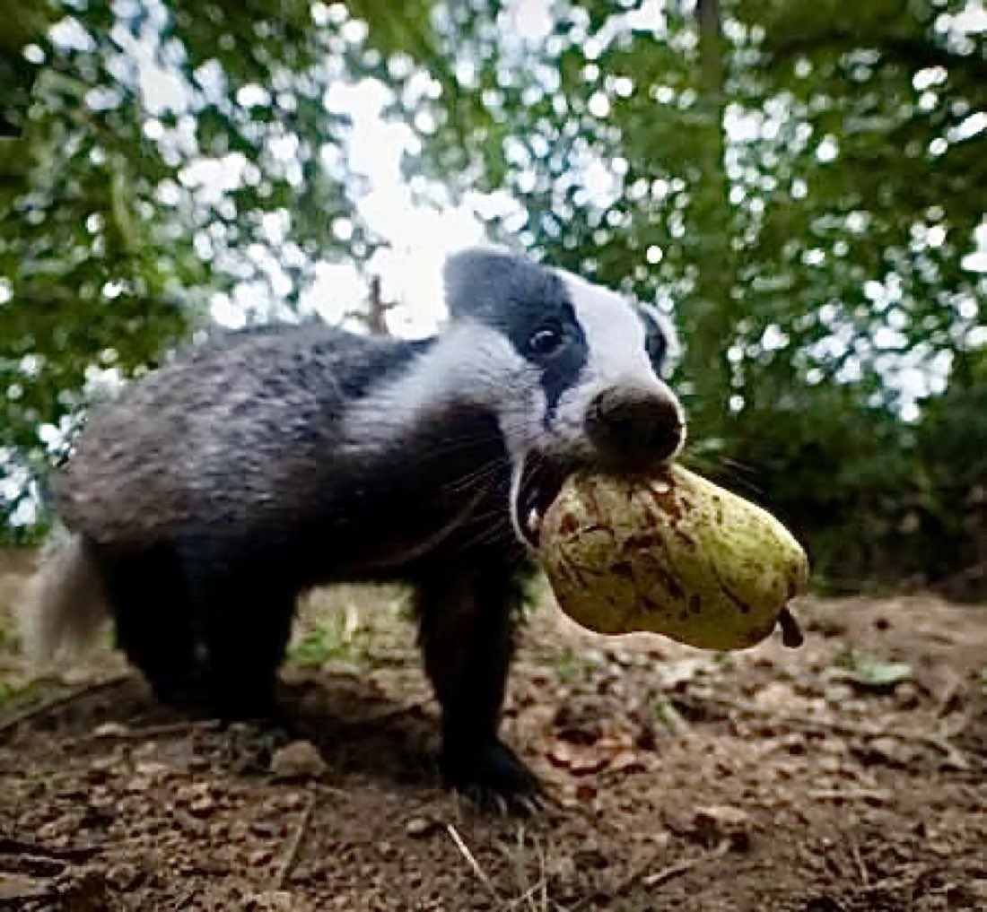 #Fall

All these people asking “What on earth can I do with all the fruit on my trees?”

It’s like wildlife is absent from their minds.

Many birds, insects, mammals and reptiles eat fruit—and disperse the seeds too.

Leave plenty for them. Winter can be brutal.