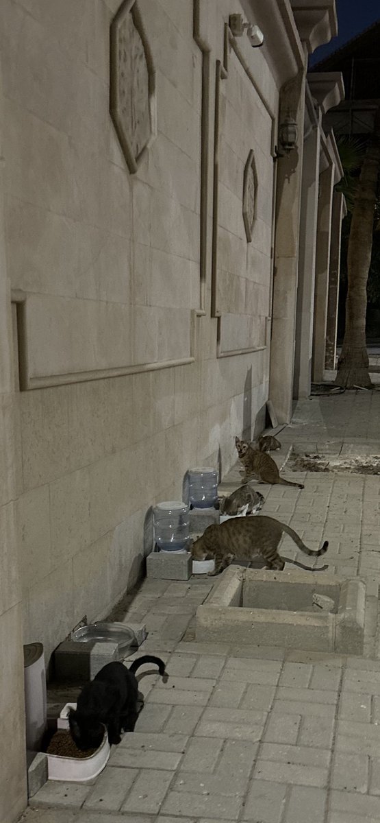 {وَمَا مِن دَابَّةٍ فِي الْأَرْضِ إِلَّا عَلَى اللَّهِ رِزْقُهَا }

وقد يكون رزقها مما رزقكم الله.