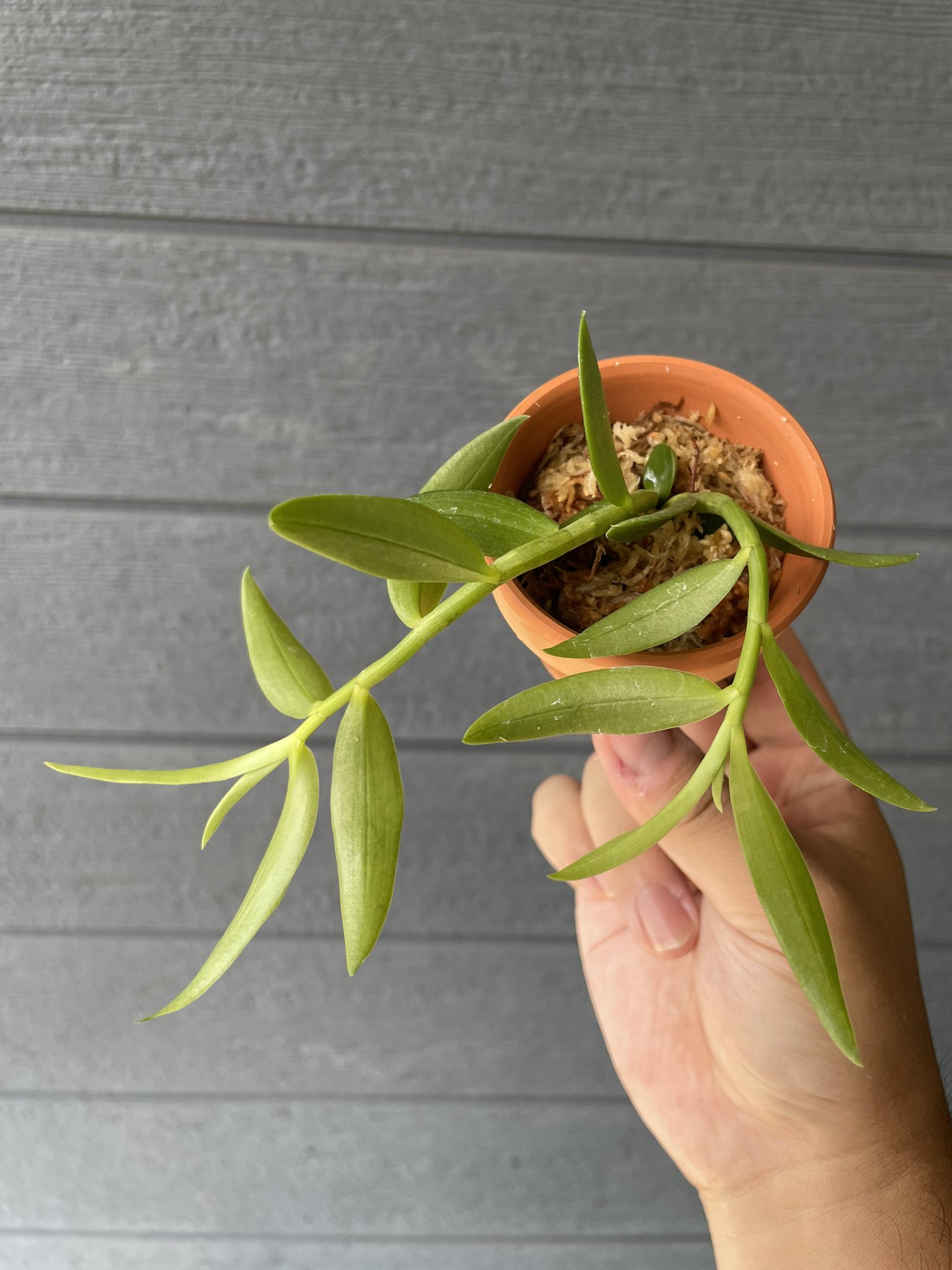 Den.aphyllum 寄せ植え Den.aphyllum 寄せ植え Monthly_report