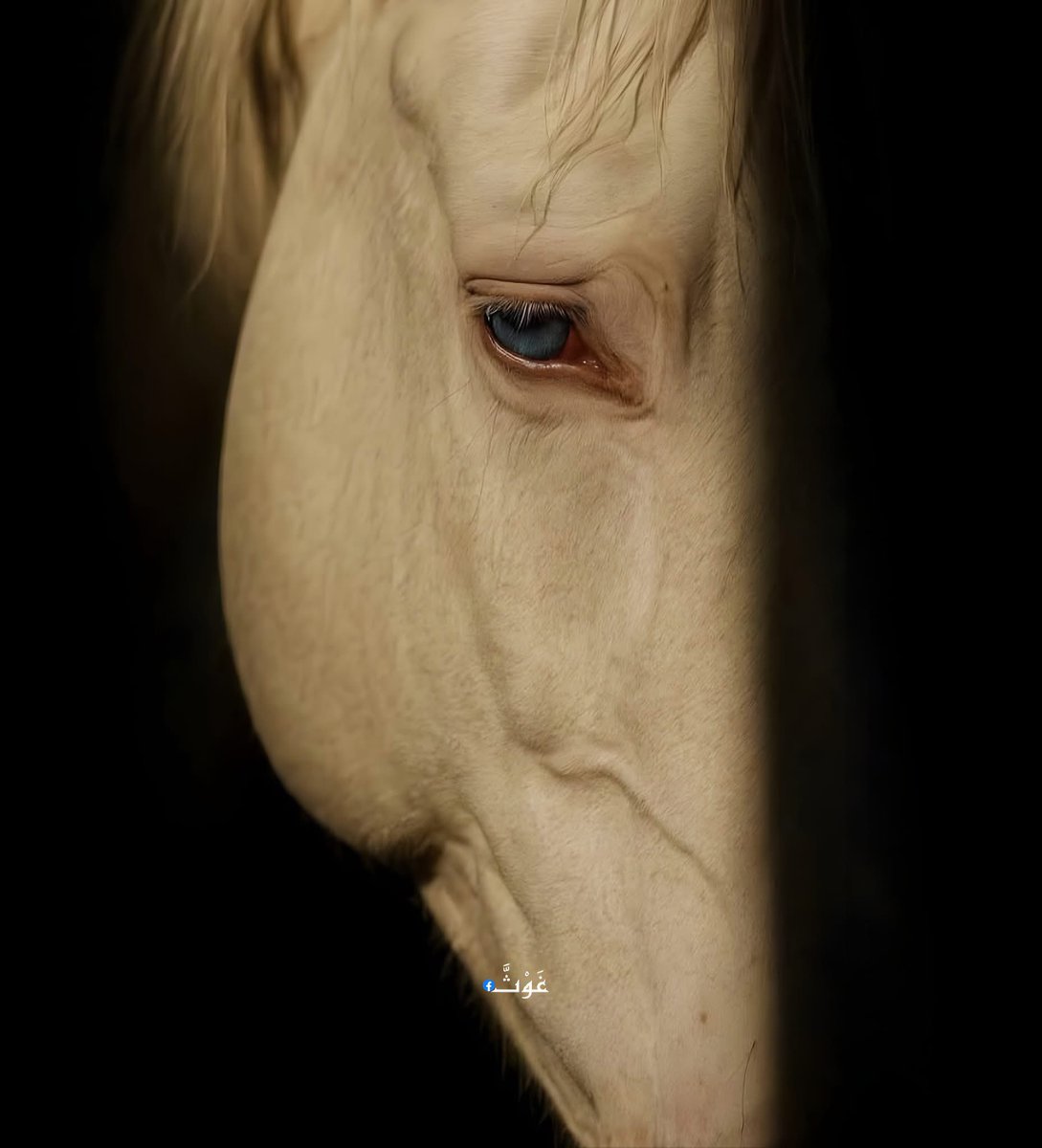 "كالخيلِ يمنعُنا الشُّمُوخُ شِكايةً
وتئِنُّ من خلفِ الضلوعِ جـروحُ!"