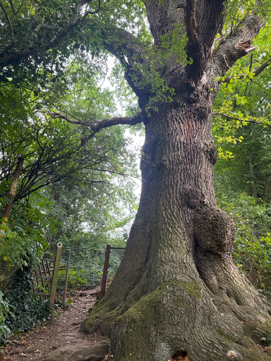🌳Hello tree people &amp; all, have a truly treemendous day #thicktrunktuesday🌳#NorthYorkshire🌳