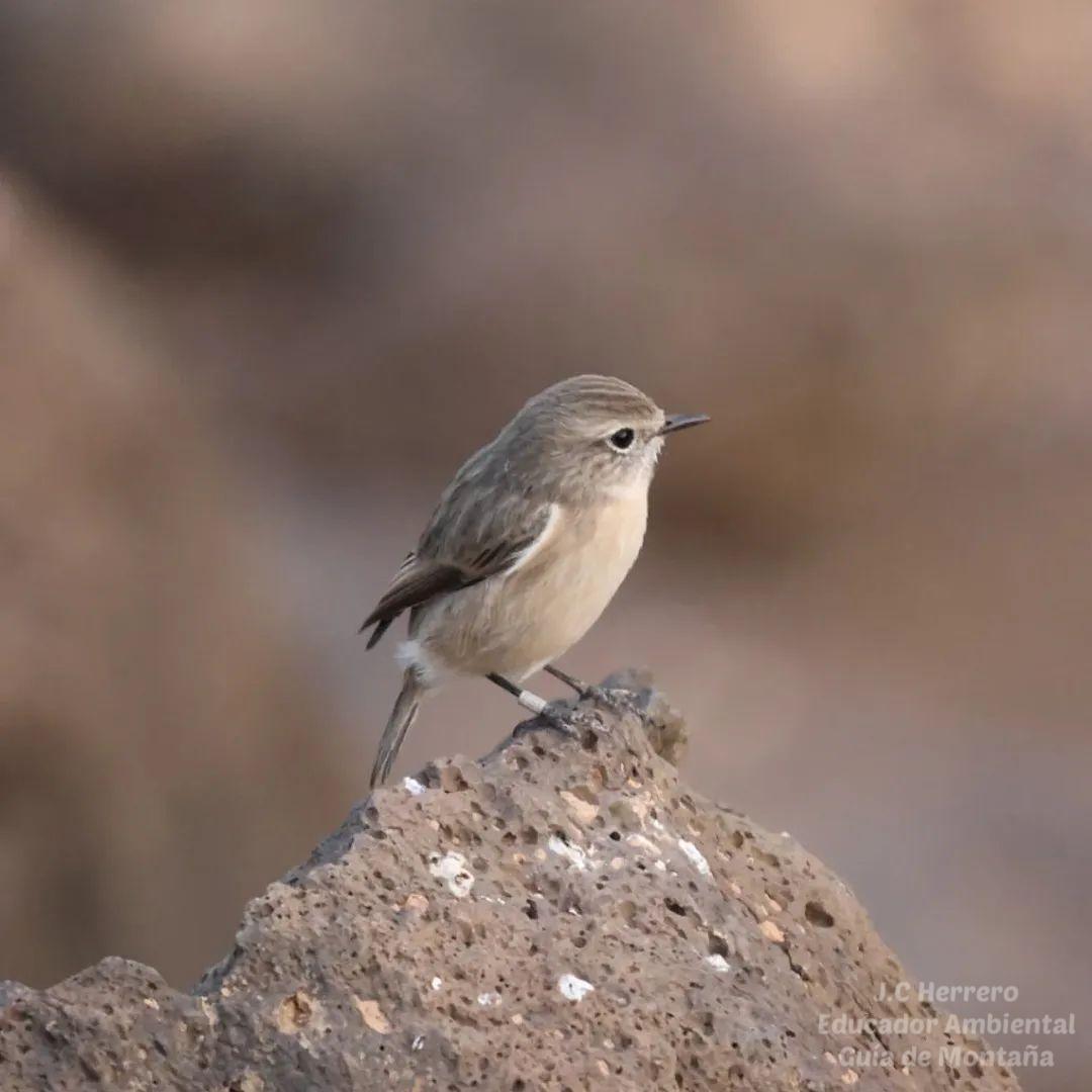 J.C Herrero 👣🎒🥾🌳🏔🐦 tweet media