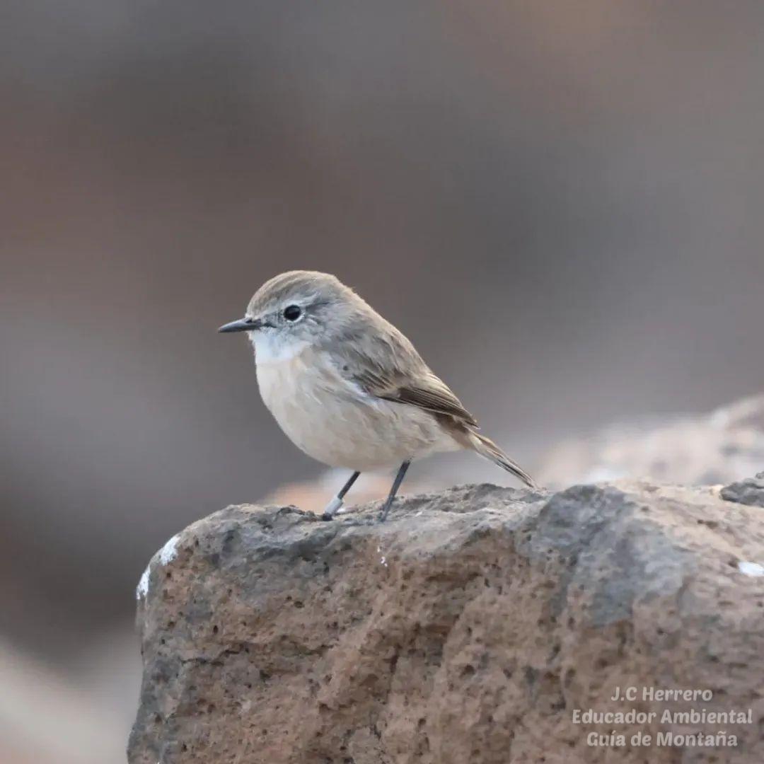 J.C Herrero 👣🎒🥾🌳🏔🐦 tweet media