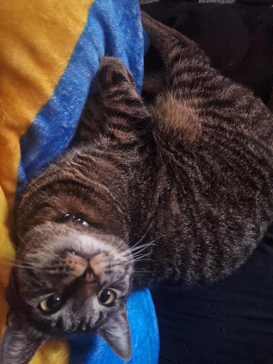 Joeni_ASMR_Page's tweet photo. https://t.co/e2cTFLi7ht

Come and vote for Angel so he can win some money to pay for his vet bills

#catcontest #CatsLover https://t.co/qkcSErc87d