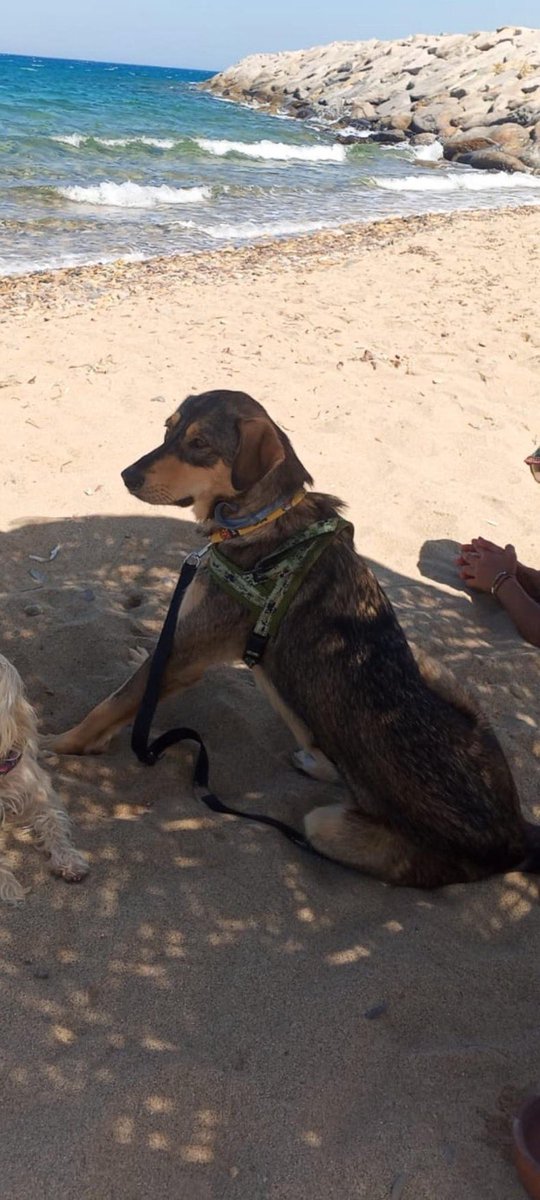 BARINAKTAN KURTULDU, SOKAĞA ATILDI.

Adı Bebek. Barınaktan çıkarılmış. Sokağa atılırken biri geçici himayeye almış ama acil yuvaya ihtiyacı var. 2 yaş, dişi, kısır, kedi ve köpeklerle çoook iyi anlaşan, ev hayatına aşşırı uyumlu, tam bir sevgi pıtırcığı. 
İstanbul

<a href="/incitincit/">İnci ❄️🌈</a>