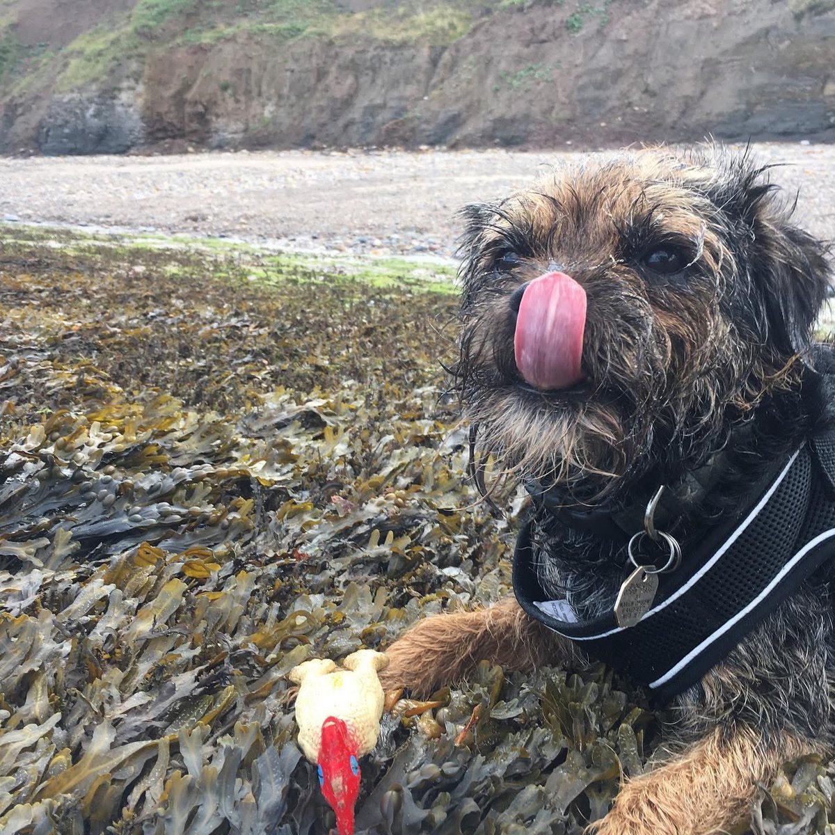 #tongueouttuesday from our Stanners 🌈 he was always the best at those. Mum can’t find many of me! #btposse