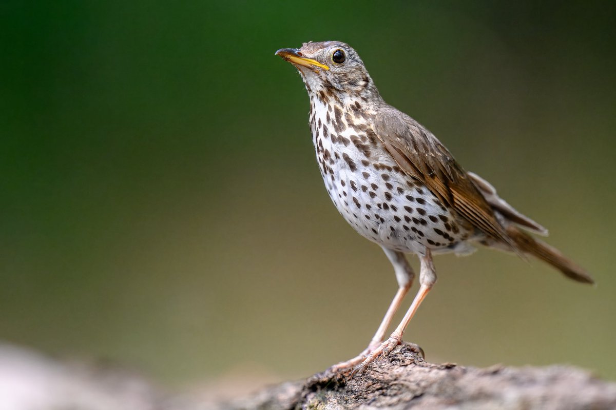 Song Thrush - I see and hear fewer these days.