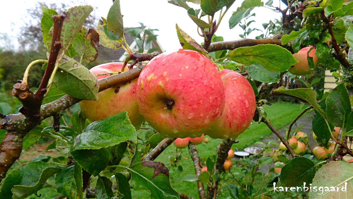 KarenBisgaard1's tweet photo. https://t.co/lgSBq5mdPx
#appletree #redapples #naturephotography https://t.co/68s99ccGh4