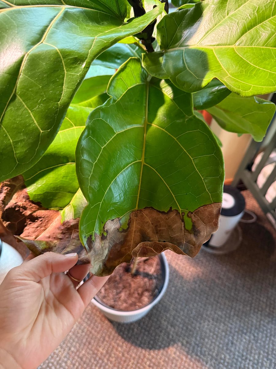 AllForGardening's tweet image. My FLF is turning brown HELP!!!
 
allforgardening.com/1436550/my-flf…
 
#FicusLyrata #FiddleLeafFig