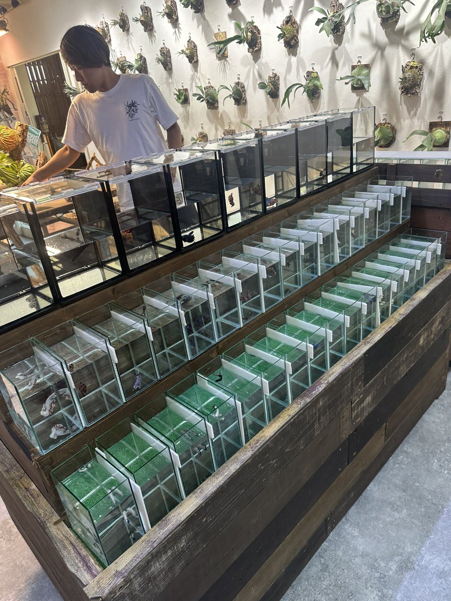 ag_rosso's tweet image. タイより無事に新店舗に入荷しました😊
久々の輸入でしたが状態も抜群で一安心😆
これよりGRAND OPENに向けてきっちりトリートメントしていきます♪

#タイ
#ベタ
#ROSSO