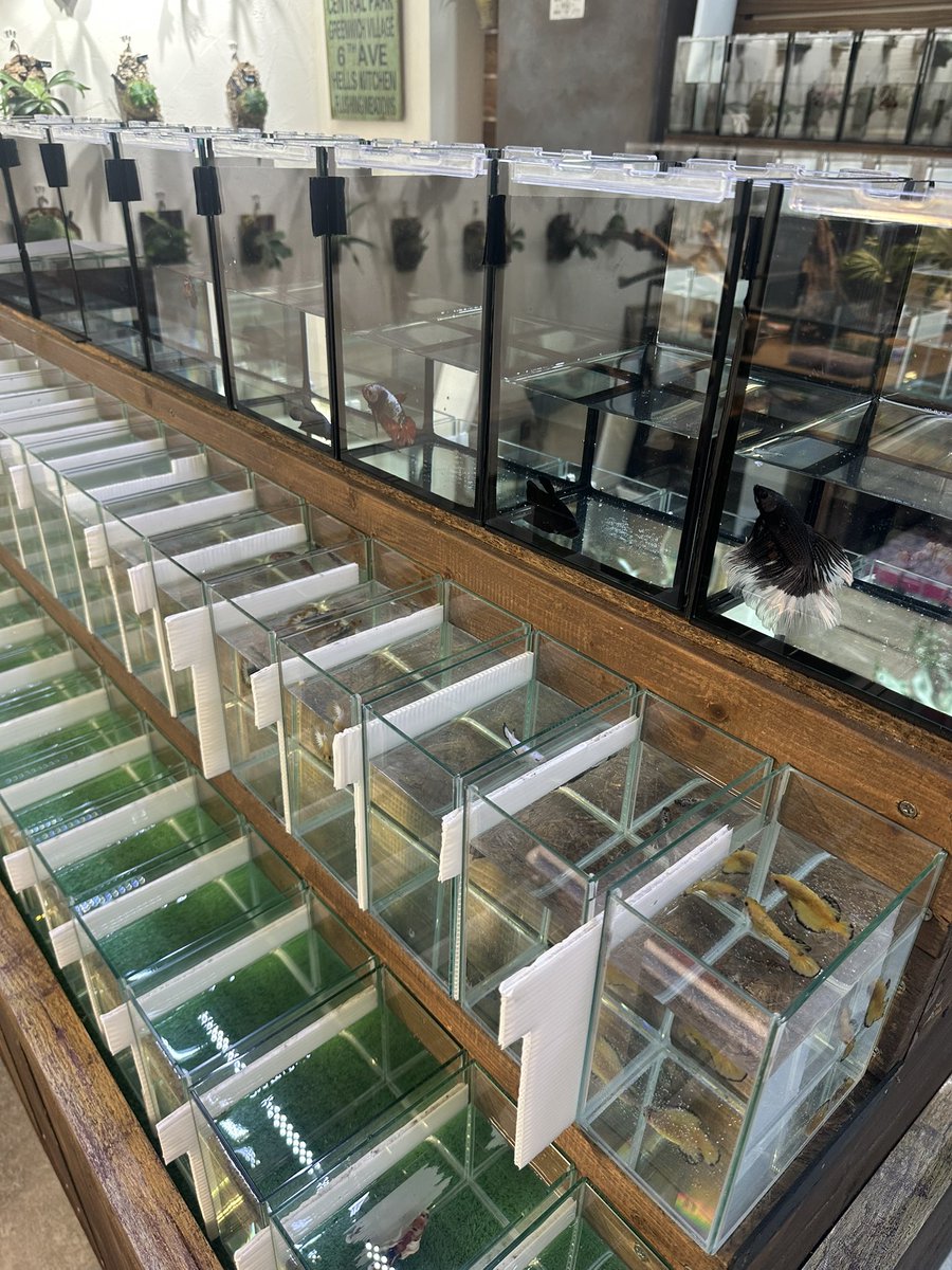 ag_rosso's tweet image. タイより無事に新店舗に入荷しました😊
久々の輸入でしたが状態も抜群で一安心😆
これよりGRAND OPENに向けてきっちりトリートメントしていきます♪

#タイ
#ベタ
#ROSSO