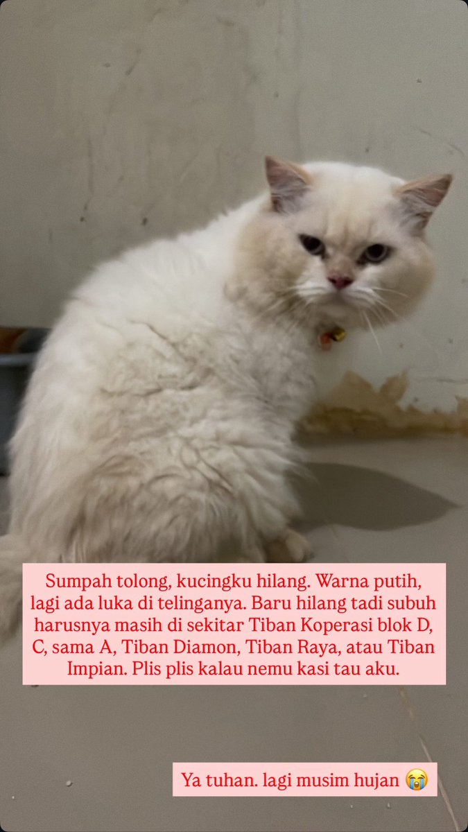 Rin🌸 (@pudingcklt__) on Twitter photo ‼️KUCING HILANG‼️
Please bantu RT siapa tau ada orang Batam yg liat kucingku si Jerry. Warnanya putih dan gendut. Kemungkinan besar dia ada di sekitaran Tiban Koperasi, Tiban Diamon, Tiban Raya, atau Tiban Impian.
Bantu dia balik pls kasian Batam lg musim hujan😭😭 <a href="/kochengfs/">KochengFess v2</a> ‼️KUCING HILANG‼️
Please bantu RT siapa tau ada orang Batam yg liat kucingku si Jerry. Warnanya putih dan gendut. Kemungkinan besar dia ada di sekitaran Tiban Koperasi, Tiban Diamon, Tiban Raya, atau Tiban Impian.
Bantu dia balik pls kasian Batam lg musim hujan😭😭 <a href="/kochengfs/">KochengFess v2</a>
