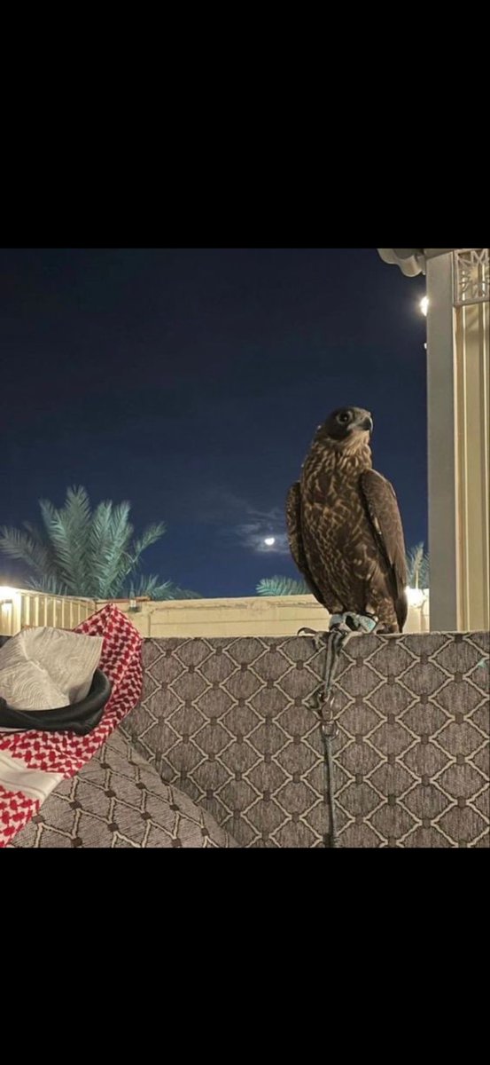 على  كثر مافينا  شراسه  وفينا  زود 
ماتلقى علينا زود في  حرب ولا سلم 

لكن ماسلمنا من سهوم العيون السود
وحنا بيوتنا ياما دخلهاا الدخيل وسلم🔥✌🏻

#ذائقة