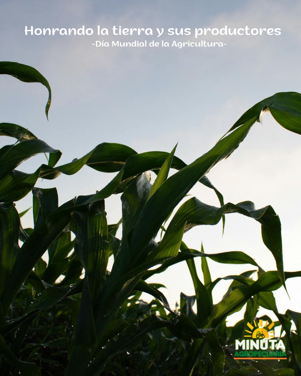 Un día para honrar a quienes, con su esfuerzo y pasión, siembran el futuro en la tierra. A los productores que con su trabajo incansable llenan de alimento cada mesa. Gracias por tanto

En Minuta Agropecuaria celebramos su compromiso diario con la seguridad alimentaria del pais