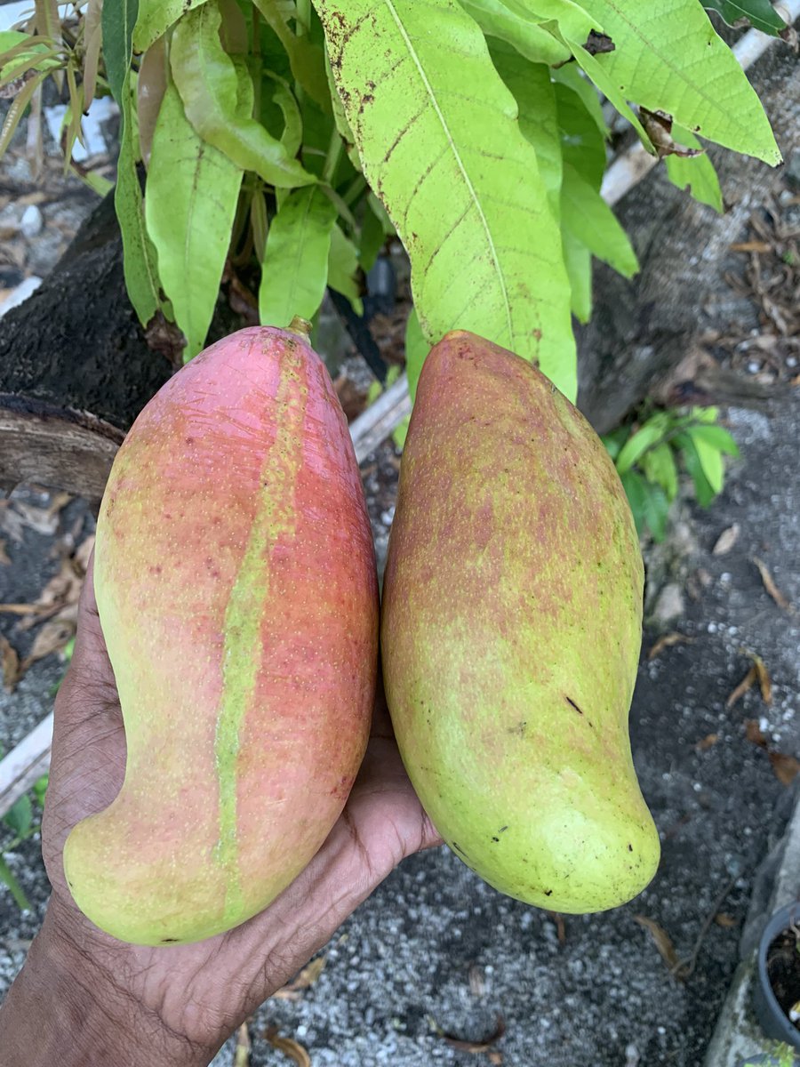 kalhibithekalo's tweet image. June July Vaigandu ate all the flowers so it is what I got this summer. 

Anbu is bigger than my face 😭 #Homegrown #ThaiMango