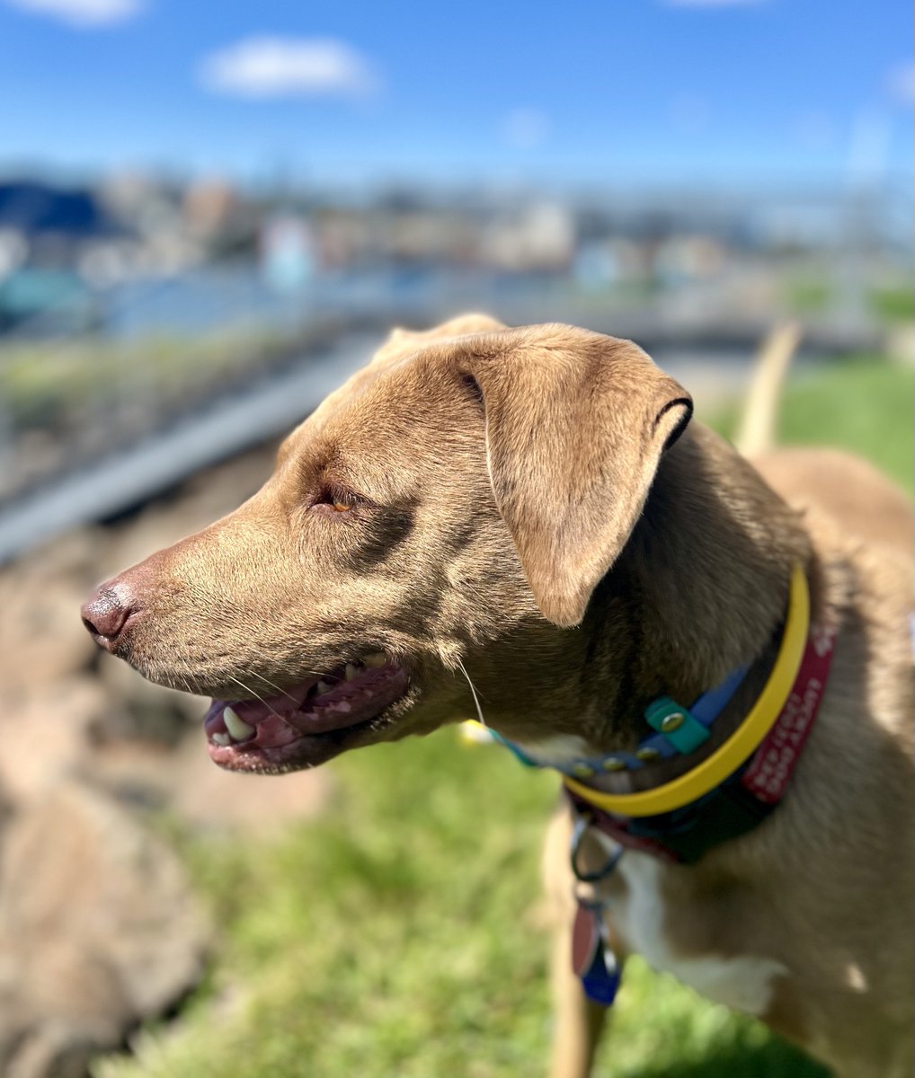 Yesterday, walked Juno. She is an alumni adopted in 2020 and here for boarding 🐾💕 
Such a cutie. 
Adopt don’t shop and save a dog 🐾