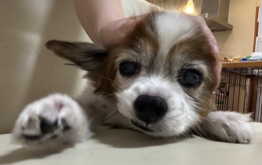 🐶つまんなそうな顔のイッヌ🐾
🌙今日も一日お疲れ様でした⭐️
🛌おやすみなさいぬん🐶💤