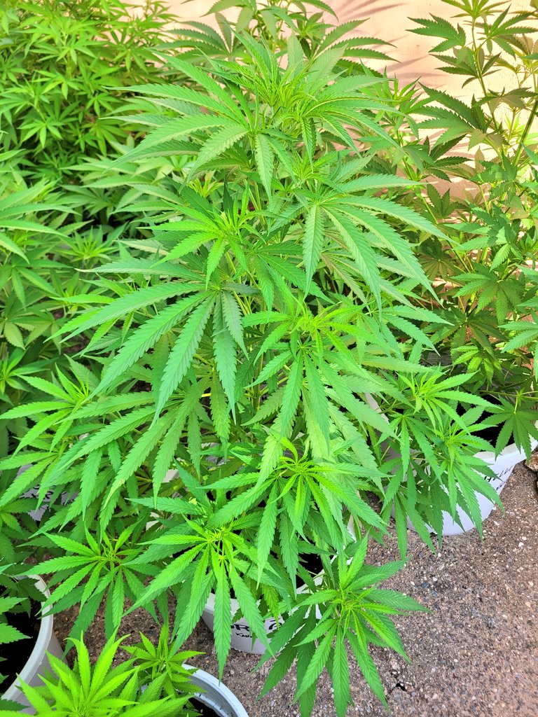 ProXL_Spain's tweet image. Nos encanta ver como crecen con los mejores nutrientes para la fase de crecimiento #GrowA + #GrowB. 
Utilizamos nutrientes limpios de nitratos y clóricos para asegurar la su óptima absorción. Exígelo en tu #Growshop de confianza.
#ProXL #HorticulturaProfesional